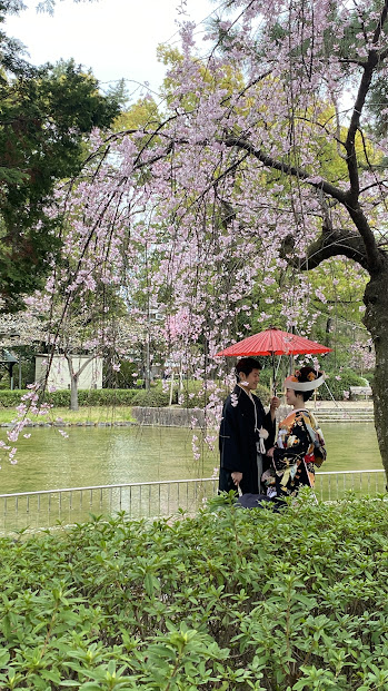 中村公園前撮り　桜ロケ　黒引き　角隠し